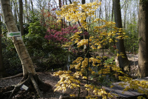 Acer palmatum Orange Dream            